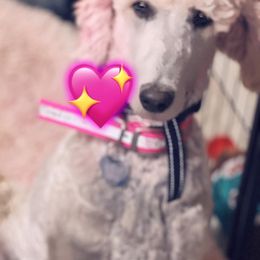 Maltipoo, Poodle, Yorkipoo, and Yorkshire Terrier Puppies from Boujie Pups