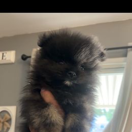 Pomeranian Puppies from Exotic_fresita_poms