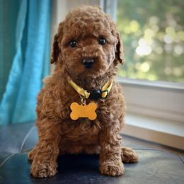 Bell - Red  female Poodle puppy in Palm Beach County, Florida from Benji’s Cockapoos