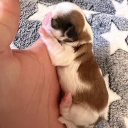 Brenda G - Liver and white female Shih Tzu puppy in Apple Valley, California from Garcia_shihtzu