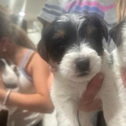 Boy 1 - Tri-colored male Parson Russell Terrier puppy in Peabody, Kansas from SouthFork Ranch