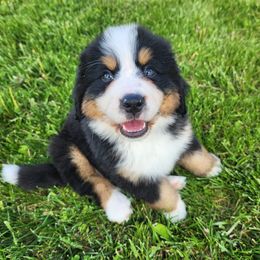 Sonora - Bernese Mountain Dog