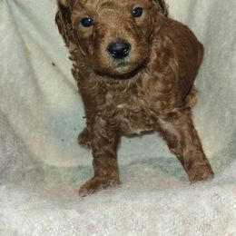 Jovie - Red  female Poodle puppy in Statesboro, Georgia from Briar Creek Kennels