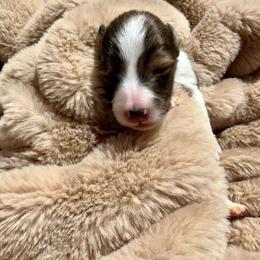 FREEDOM - Sable & white male Toy Shetland Sheepdog puppy in Livonia, Michigan from M7’s Shelties, Toonies & AussieDoodles