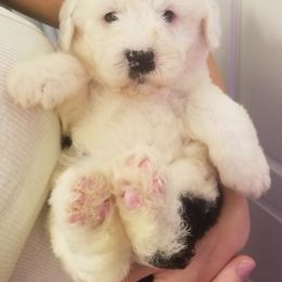 Goldendoodle, Poodle, and Sheepadoodle Puppies from Rising Star Kennels