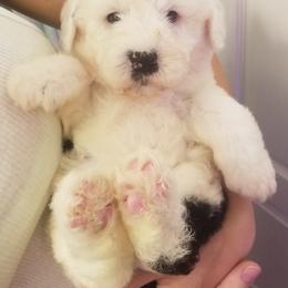 Goldendoodle, Poodle, and Sheepadoodle Puppies from Rising Star Kennels