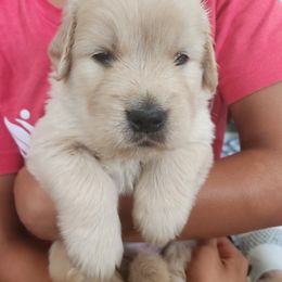 Orchid - Golden female Golden Retriever puppy in Frederick, Maryland from Sugarloaf Golden Retrievers (Formerly Vixena Golden Retrievers)
