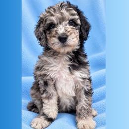 Kale - Merle male Goldendoodle puppy in Sterling, Connecticut from Justine’s Retrievers and Doodles, LLC