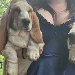 Basset Hounds and Great Danes from Show Me Great Danes