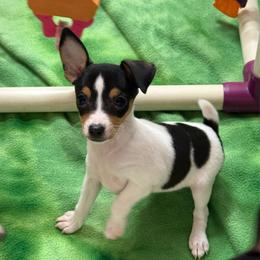 Darlin - White black and tan female Toy Fox Terrier puppy in El Cajon, California from Ultra Quest Show Dogs