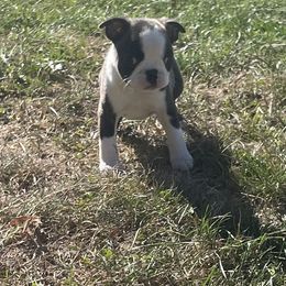 Troy - Black brindle and white male Boston Terrier puppy in Fillmore, Illinois from Wind Hill Puppies