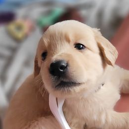 Ezra Bridger - Golden Golden Retriever puppy in Ocean City, Washington from Mary Market's Sundancin' Goldens