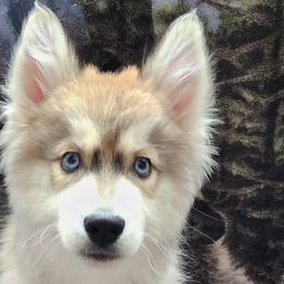 Siberian Huskies from Nordic Valley Kennels