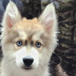 Siberian Huskies from Nordic Valley Kennels