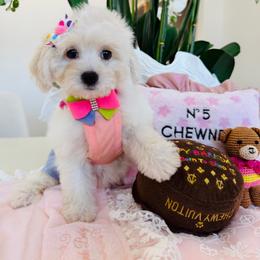 SKY - White female Maltipoo puppy in Sugar Land, Texas from Celebrity Maltipoos