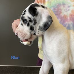 Boy 4 - Great Dane puppy in Lake View, New York from North Park Great Danes