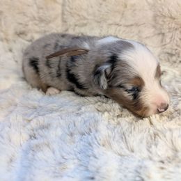 Sammy - Blue merle male Miniature Australian Shepherd puppy in Bend, Oregon from Wonderland Aussies