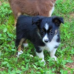 Sparky - Black tri male Toy Australian Shepherd puppy in Garvin, Oklahoma from Hochatown Awesome Aussies