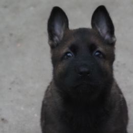 Boy 1 - German Shepherd puppy in El Sobrante, California from Zwinger vom Patiala