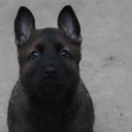 Boy 1 - German Shepherd puppy in El Sobrante, California from Zwinger vom Patiala