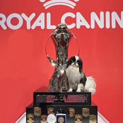 Dice - Japanese Chin