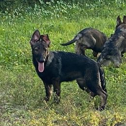 White collar - Sable German Shepherd puppy in Punta Gorda, Florida from Blitzenhaus Working Dogs