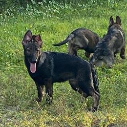 White collar - Sable German Shepherd puppy in Punta Gorda, Florida from Blitzenhaus Working Dogs