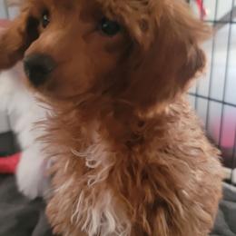 Gambler - Red  male Poodle puppy in Vinemont, Alabama from RottenDog's Poodles
