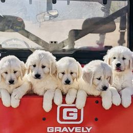 Australian Shepherds and Golden Retrievers from Edge Farm LLC