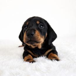 Black and tan male (Radar) - Black and tan male Dachshund puppy in Belle Rive, Illinois from Akin's Miniature Dachshunds, LLC