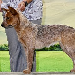 Girl 1 - female Australian Cattle Dog puppy in Sheridan, Oregon from 6pk Cattledogs