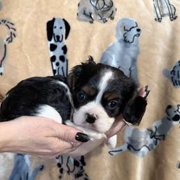 Jill - Tri-color female Cavalier King Charles Spaniel puppy in Racine County, Wisconsin from Hough's Danes and Cavaliers