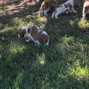 Welsh Springer Spaniel Puppies from Statesman Welsh Springer Spaniels