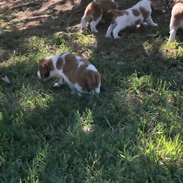 Welsh Springer Spaniel Puppies from Statesman Welsh Springer Spaniels
