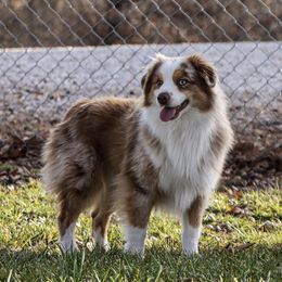 Banjo  - Miniature Australian Shepherd