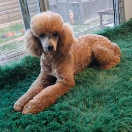 Roscoe - Poodle