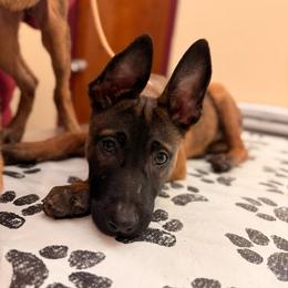 (June'26) Mismarked NON-Show Candidates - Yellow female Dutch Shepherd puppy in Lake City, Florida from Crosspointe Canines