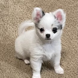 Chihuahua Puppies from Trenda's Chihuahuas