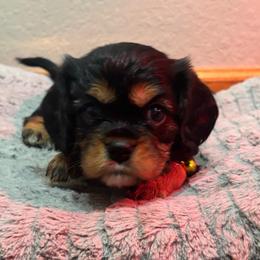Raelyn - Black and tan female Cavalier King Charles Spaniel puppy in Kirksville, Missouri from Royal Country Cavaliers of Missouri