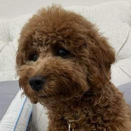 Willow - Poodle