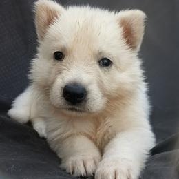 Black - female German Shepherd puppy in Grimes County, Texas from Double H German Shepherds