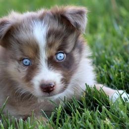 Miniature Australian Shepherds and Toy Australian Shepherds from Natural Life Ranch