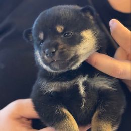Nati - Shiba Inu puppy from Timberwood Paws