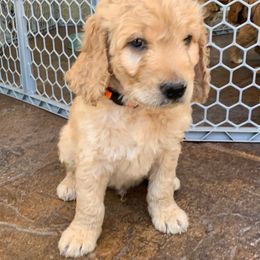 Goldendoodle Puppies from Doodle Devotion