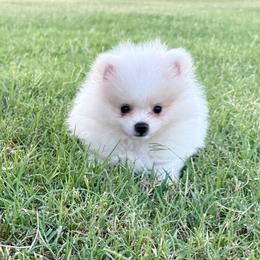 Marshmallow - Cream male Pomeranian puppy in Edmond, Oklahoma from My Sun & Moon Poms