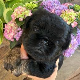 Daisy - Black and tan female Brussels Griffon puppy in Brooks, Georgia from Brooks Berner Bears & Brussels Griffons