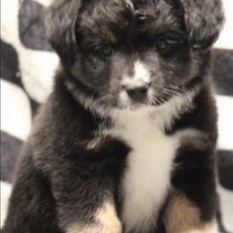 Hansel - Black tri male Toy Australian Shepherd puppy in Humansville, Missouri from Tater Tot aussies