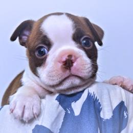 Baby Pax - Red male Boston Terrier puppy in Kingsport, Tennessee from Sleepwalker Bostons