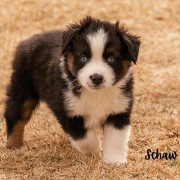 Schaw - Black tri male Miniature Australian Shepherd puppy in Blackfoot, Idaho from Bellewynd Acres
