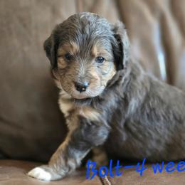 Bolt - Brown merle male Aussiedoodle puppy in Redding, California from House Merrills Minis and Doodles